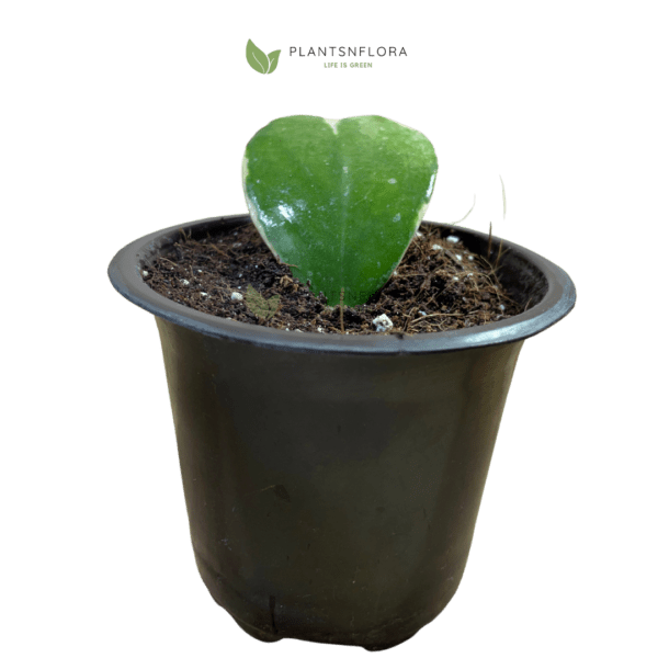 Heart Hoya Plants N Flora