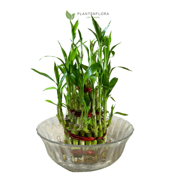 Plants N Flora Lucky Bamboo 3 Layer
